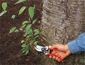 person's hand holding a pair of red clippers at the base of a tree trunk