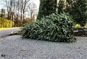 christmas tree at curb with street, trees, and house in background
