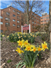 yellow daffodils with brick building in the background