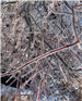 image of ice covered branches
