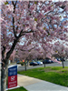 image of pink tree with parking lot in the background