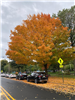 image of yellow/orange fall tree with a street and car in front
