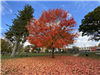 image of orange/red fall tree on the Village Green