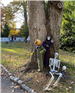 image of halloween decorations at the curb of a green lawn