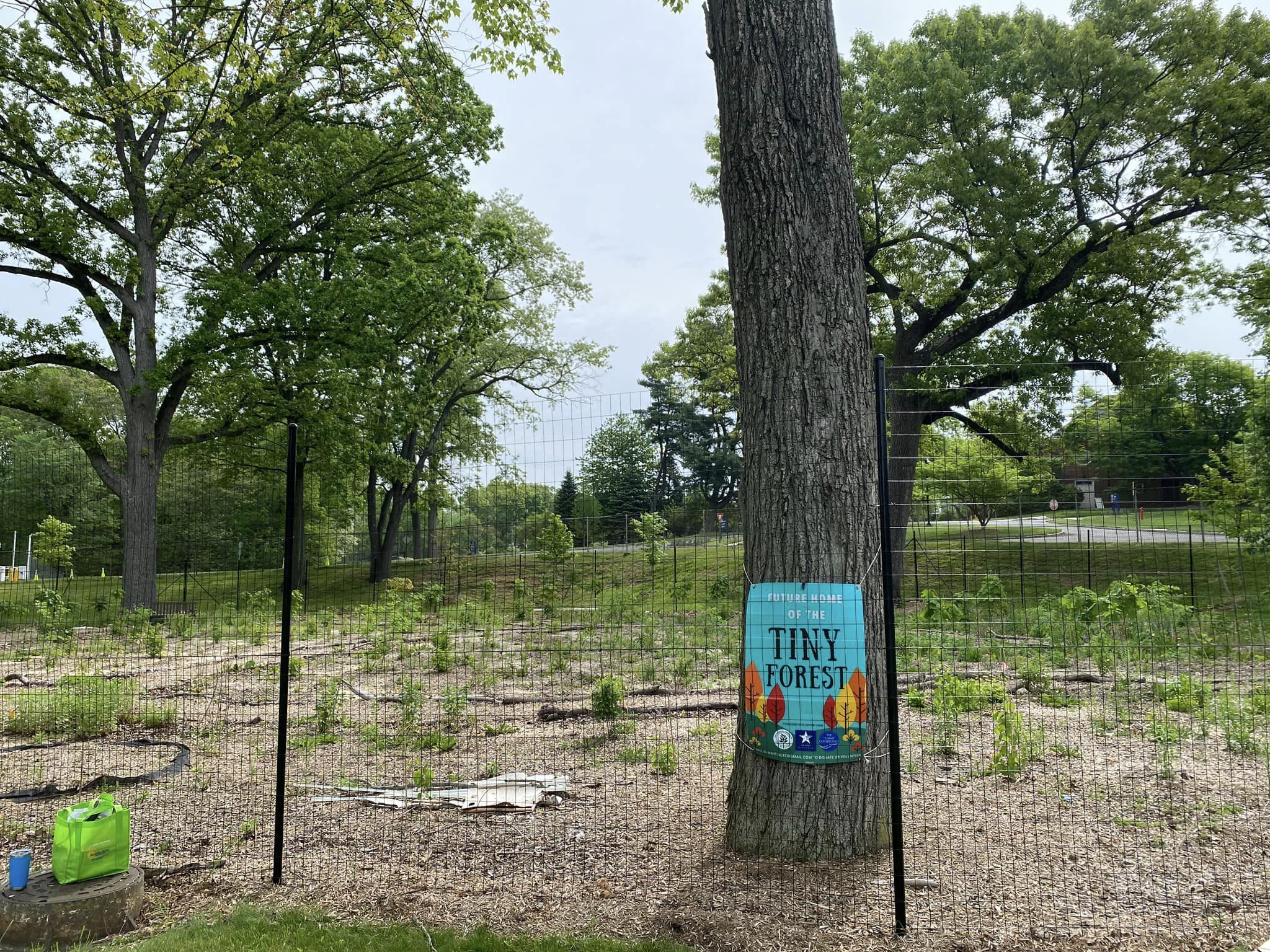 image of summit tiny forest