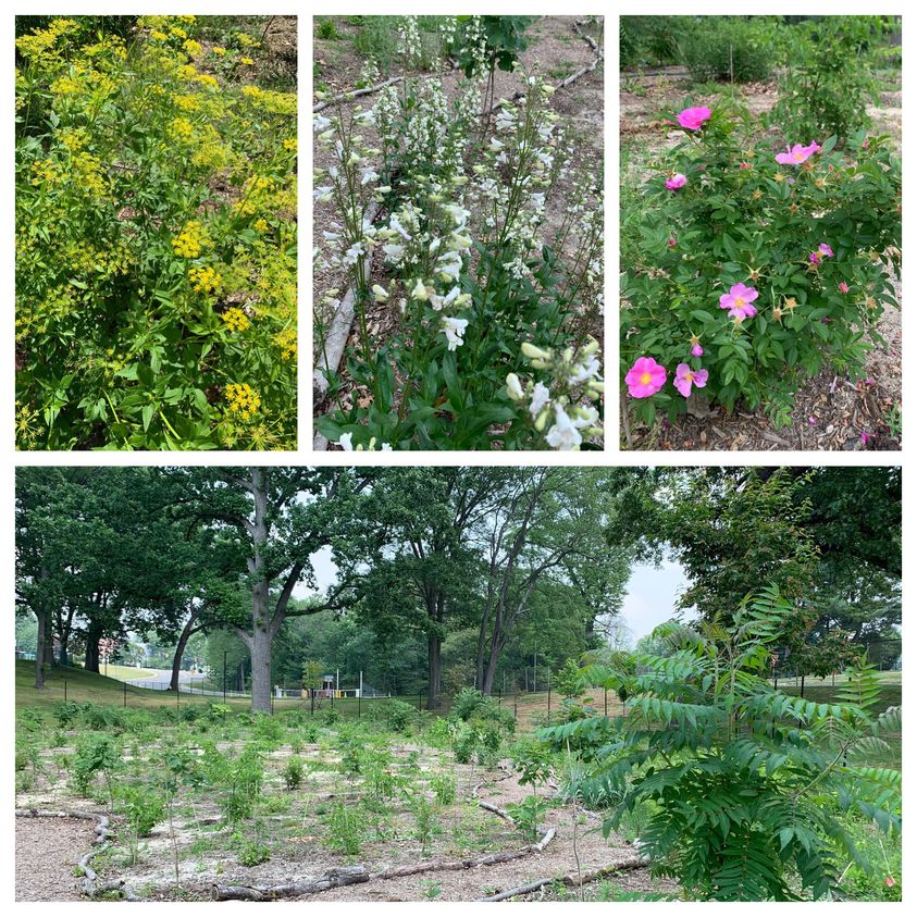 image of summit tiny forest