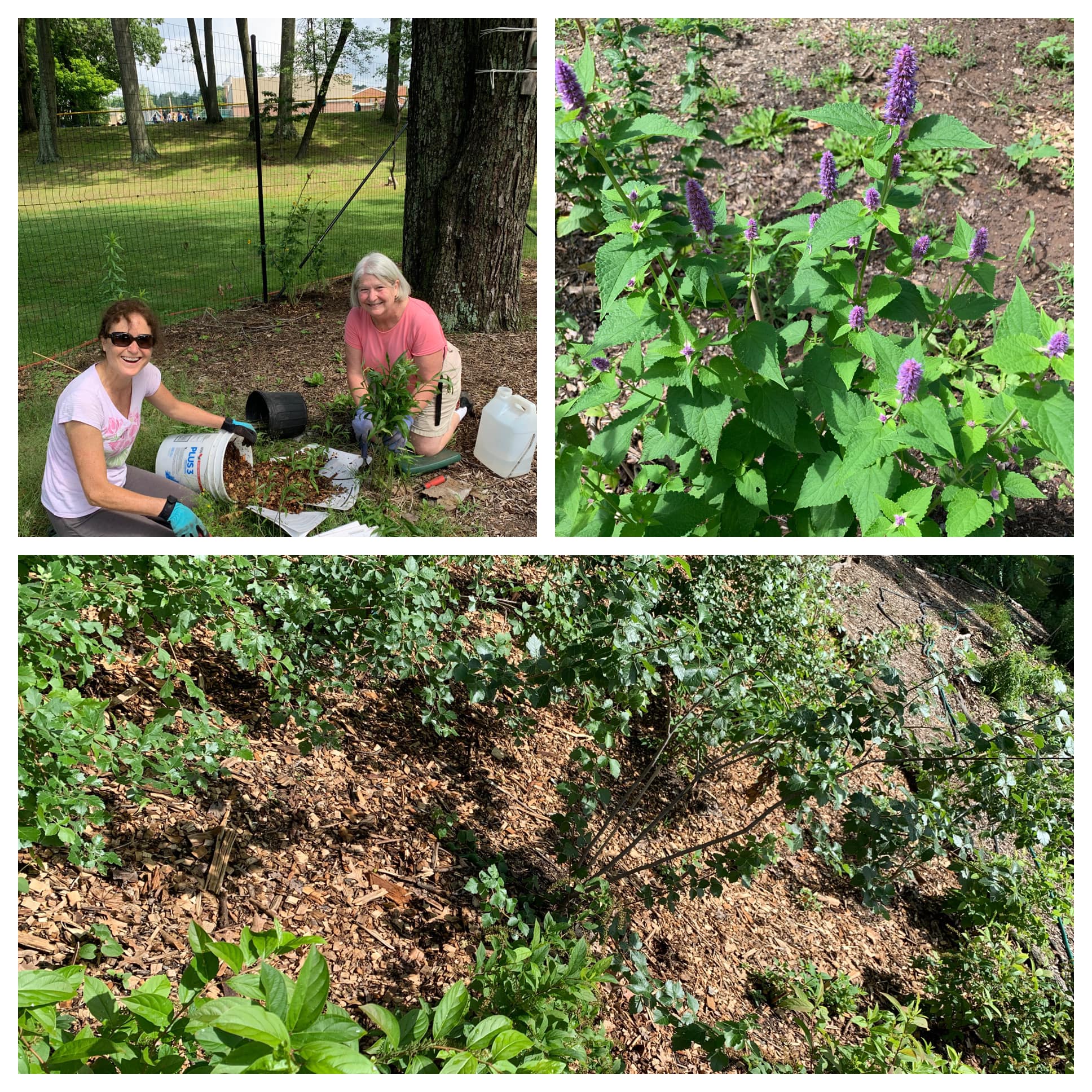 image of tiny forest
