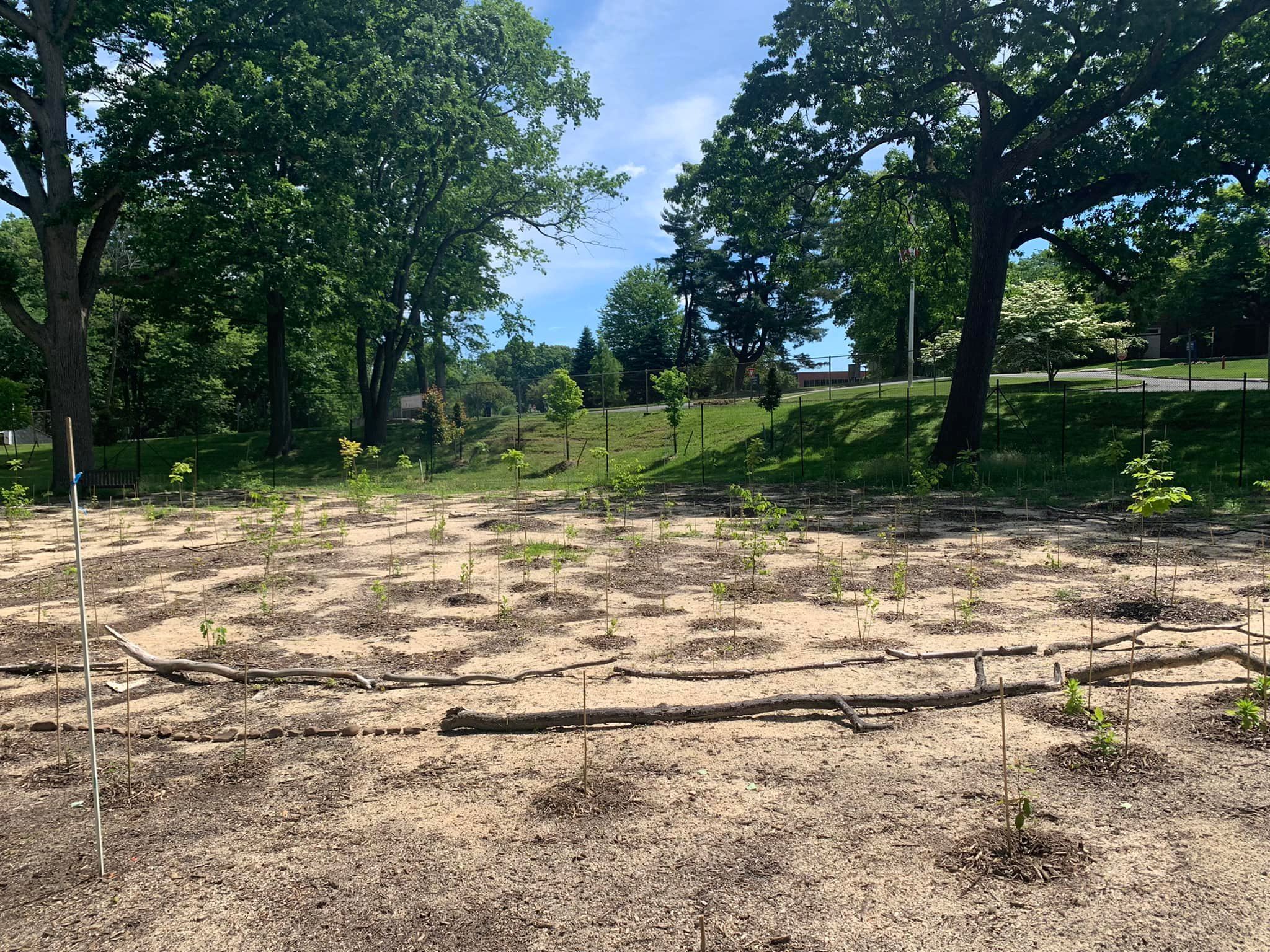 image of tiny forest