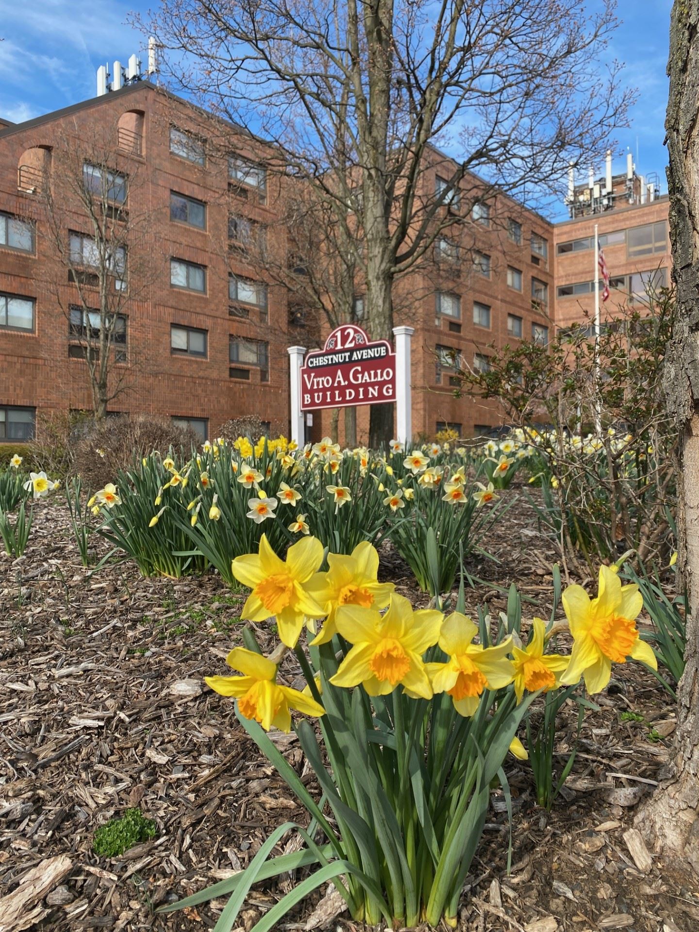 yellow daffodils with brick building in the background