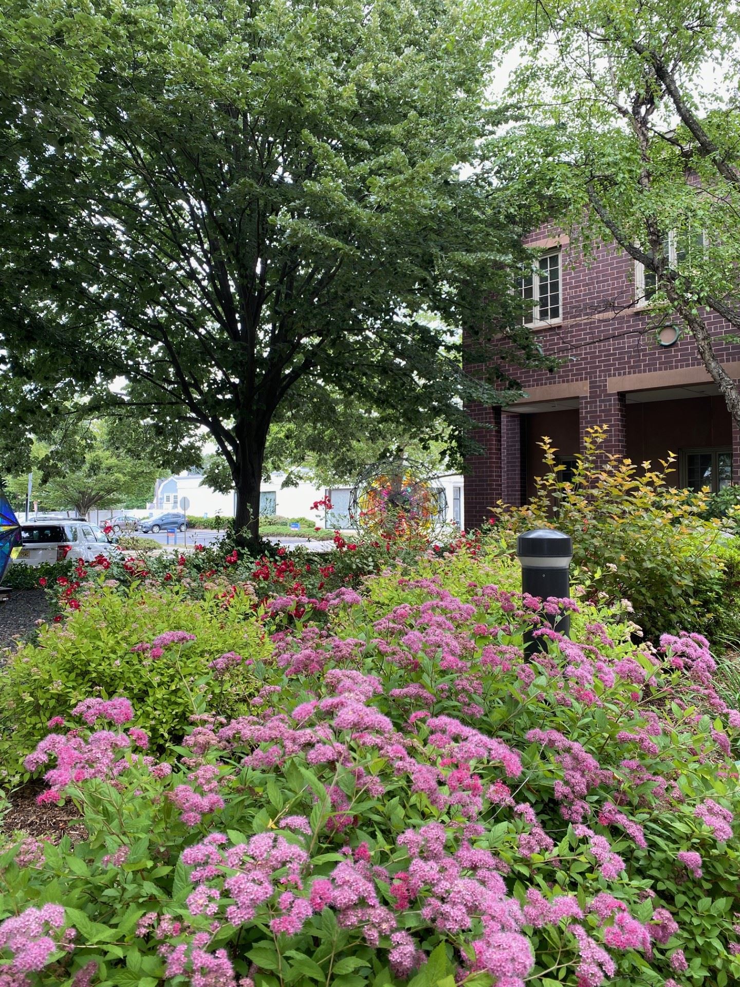 pink flowers in city hall courtyard