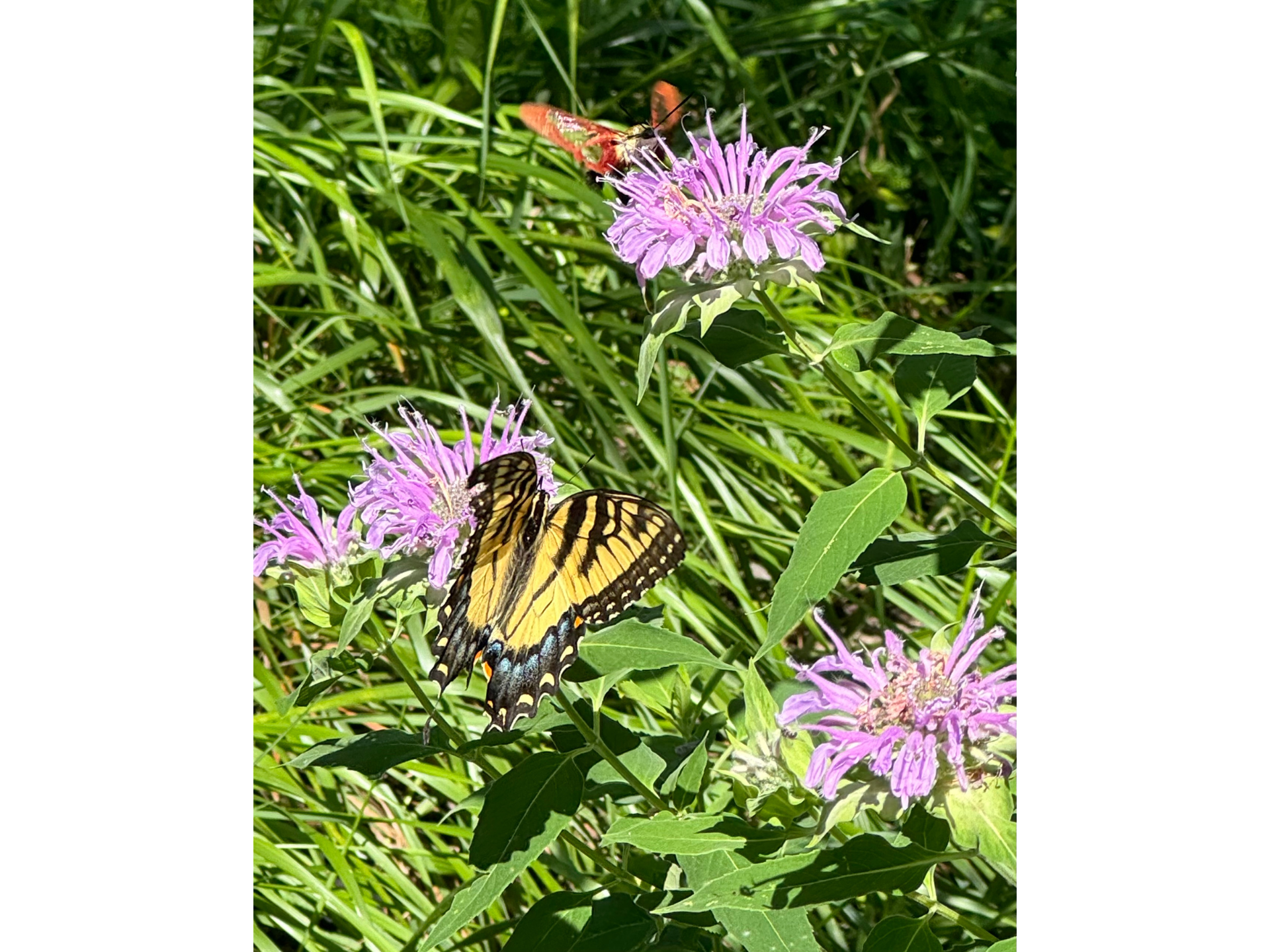 butterfly on purple flower with other plants surrounding it