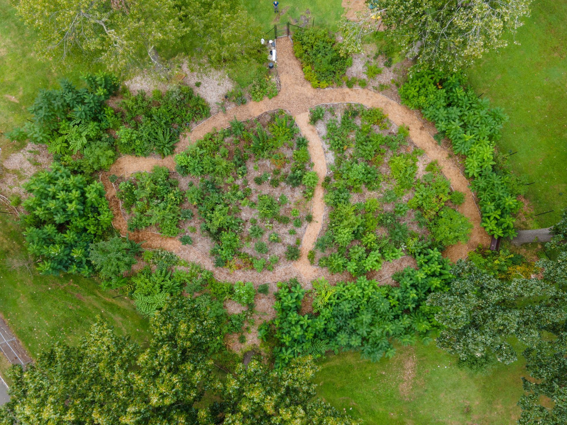aerial shot of tiny forest