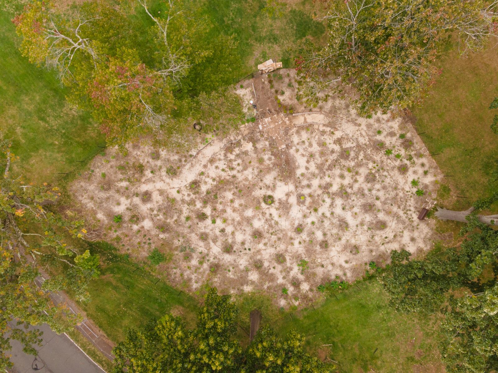 aerial photo of tiny forest with little to no growth, from 2022