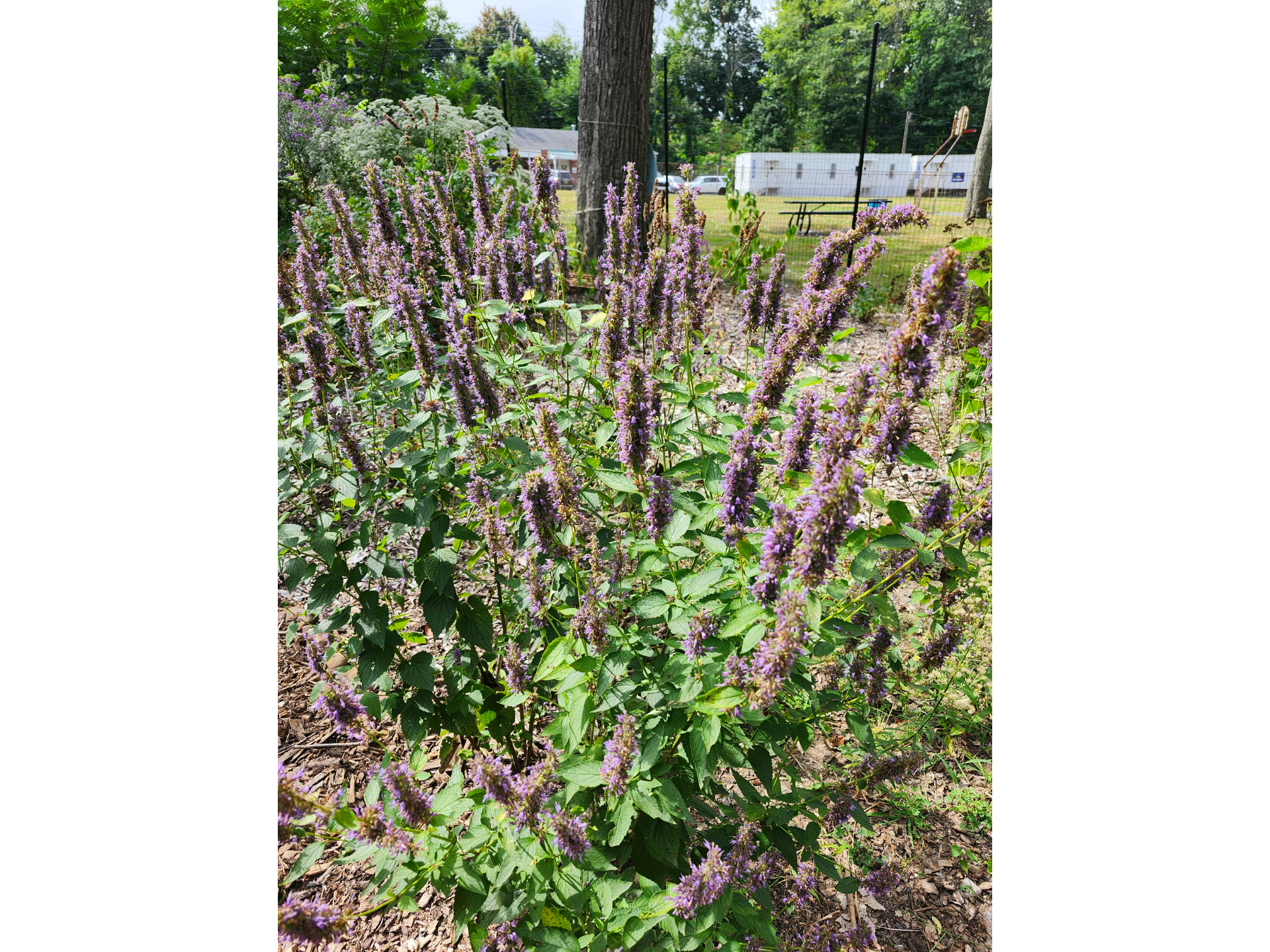 anise hyssop plant