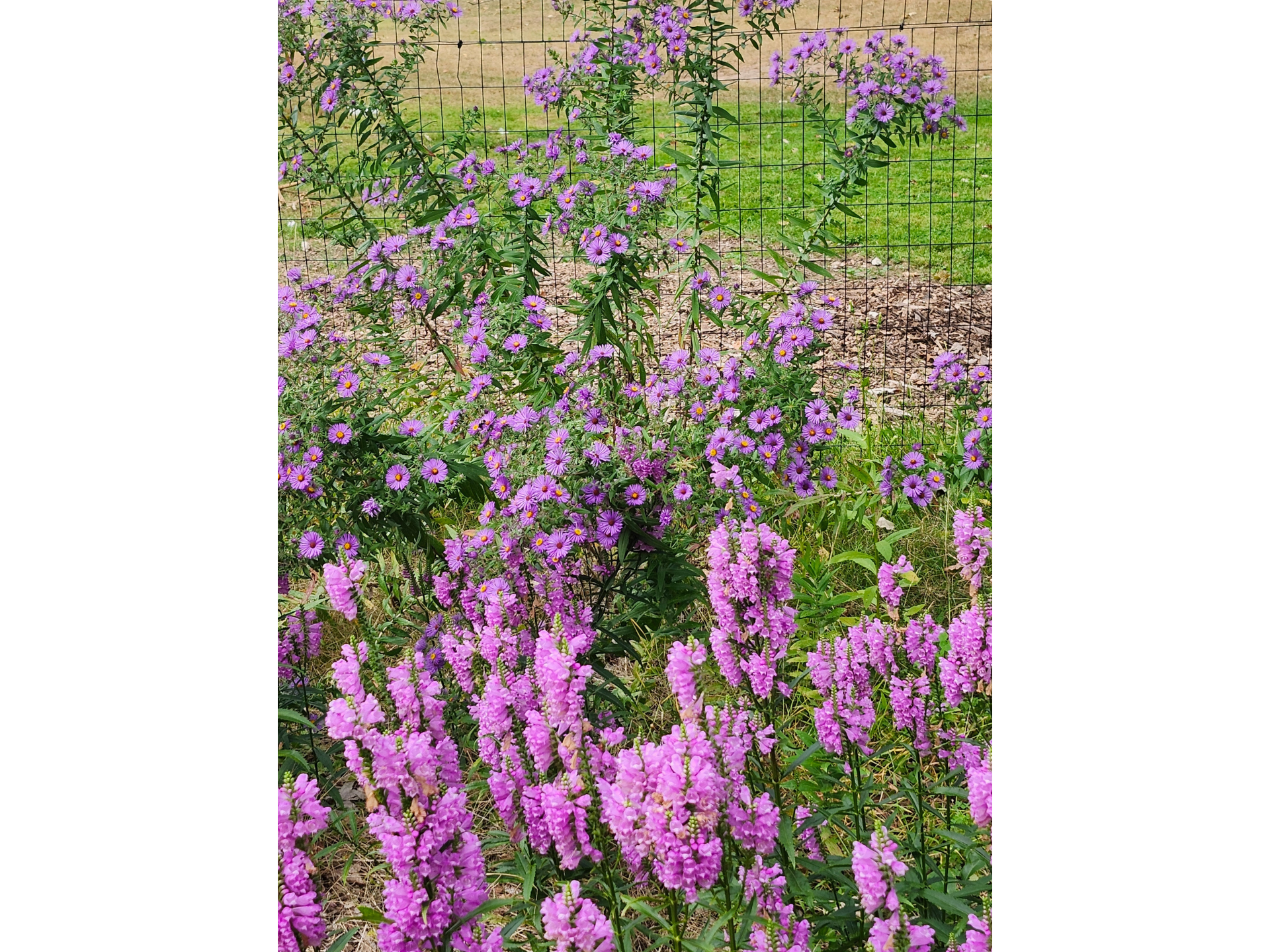 obedient plant and asters in garden area