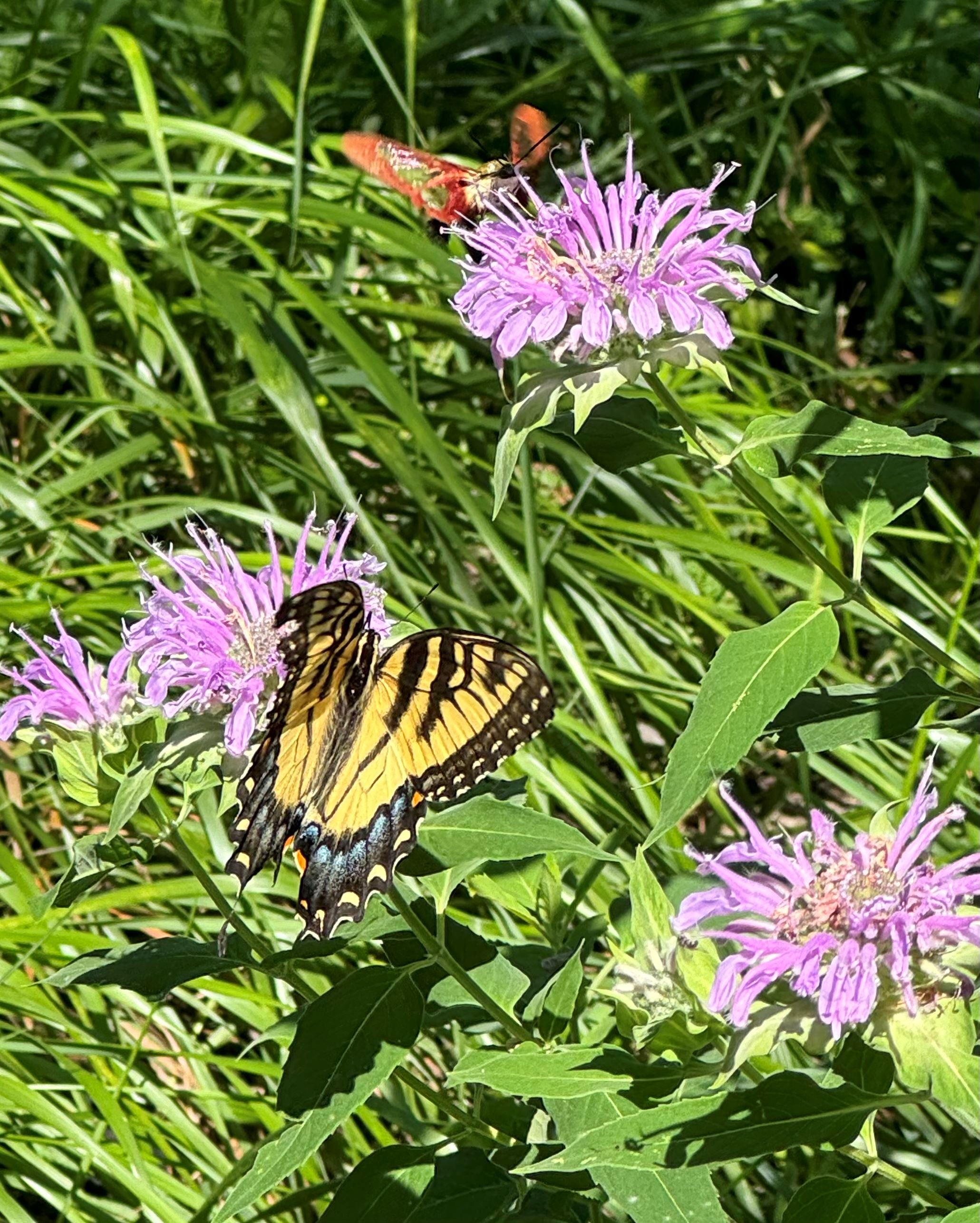 wild bergamot plant with butterfly on it