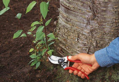 person's hand holding red clippers near base of tree trunk