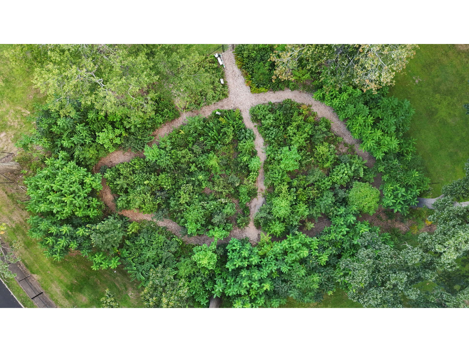 aerial photo of tiny forest