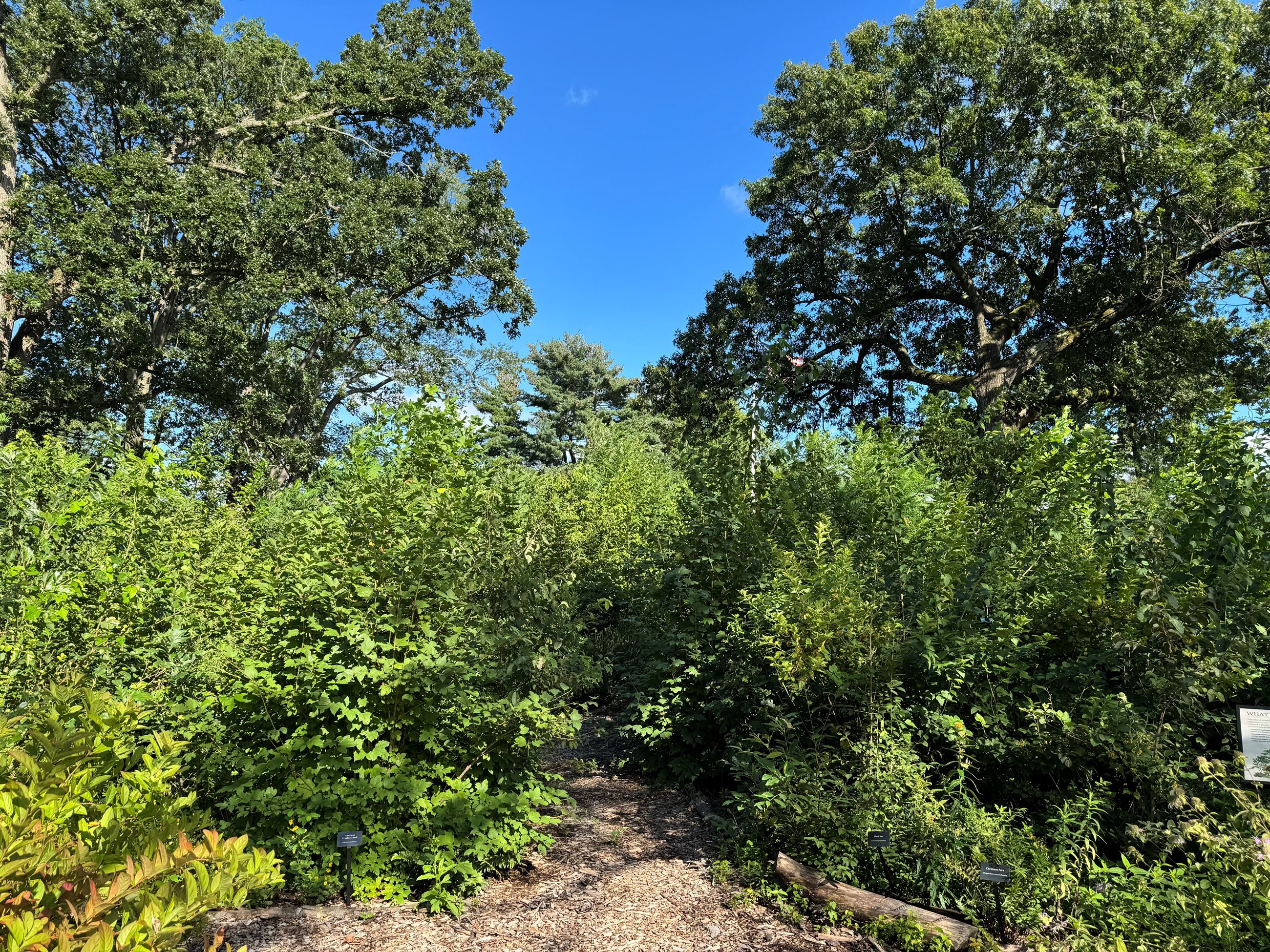 tiny forest pathway 2025