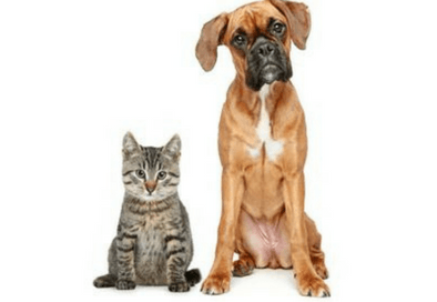 pet license newsfeed