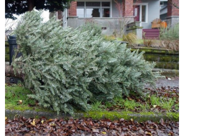 Christmas tree recycling