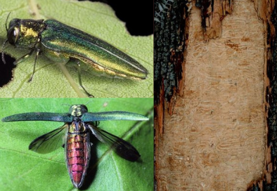 Ash borer beetle
