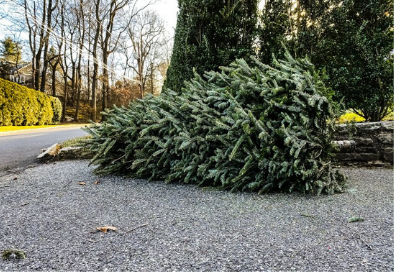 christmas tree curbside 394 x 272