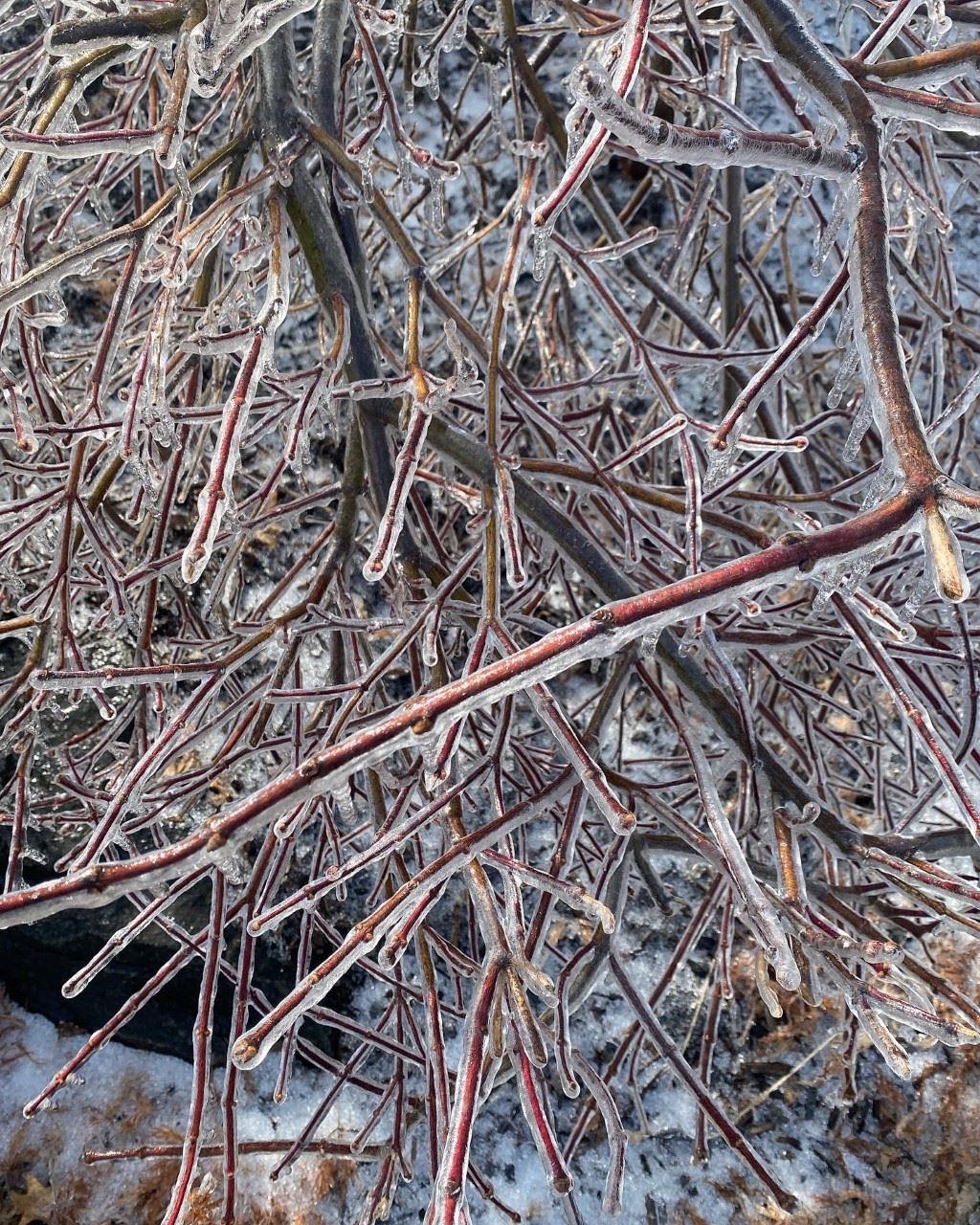 image of ice covered branches