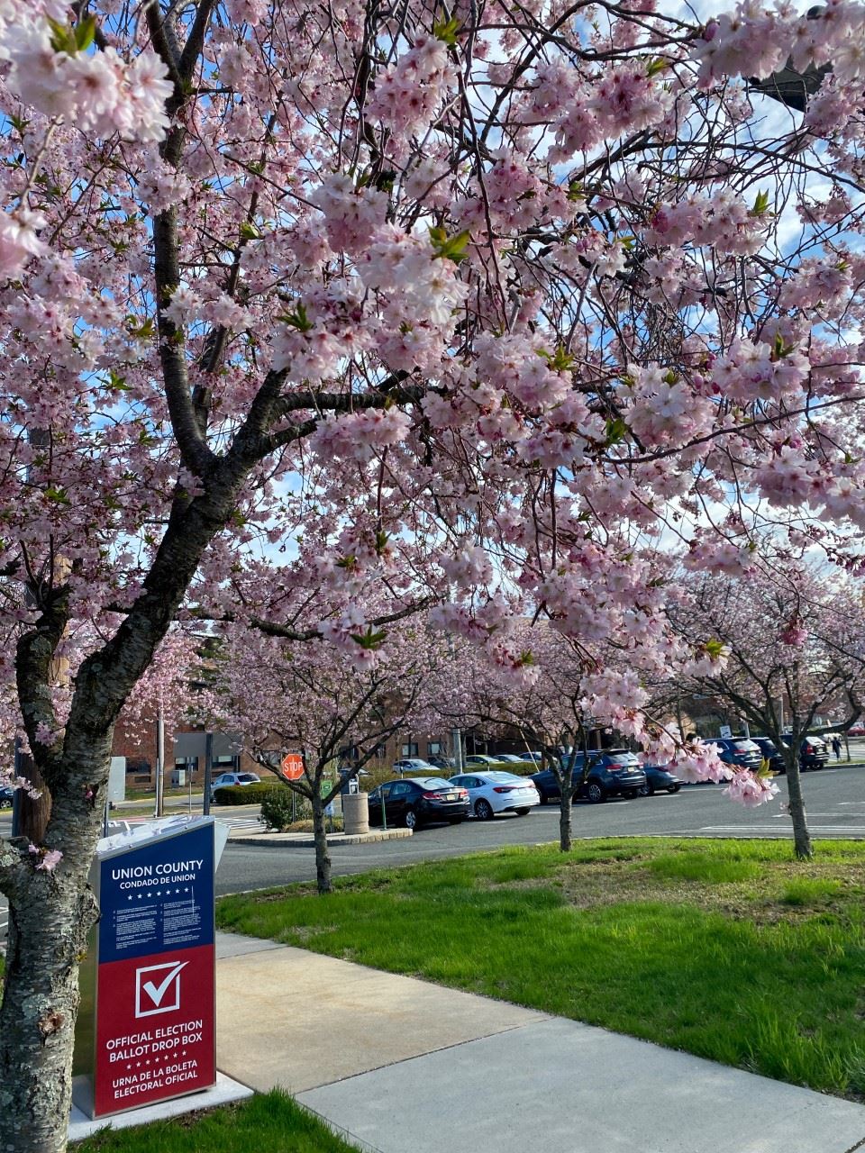image of pink tree with parking lot in the background