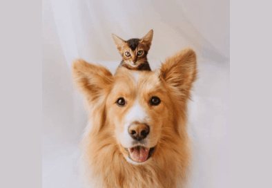 image of tan colored dog with a small cat sitting on its head