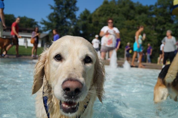 close up of golden retriever in pool with other dogs and people in background
